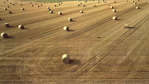 Aerial view of round straw bales scattered across a golden harvested field, Stock Footage 341767089
