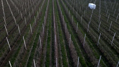 Aerial view, row of apple trees, bare branches about to blossom. Panning 4K Video stock 330873158
