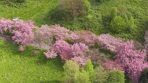 Aerial view of a row of cherry trees in pink blossom at Wavertree Video stock 334115203