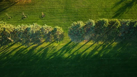 Aerial view of a row of evergreen trees casting long evening shadows across a Stock Footage 322018727