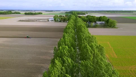 Aerial view of row of trees by the road in Netherlands countryside. Stock Footage 246727733