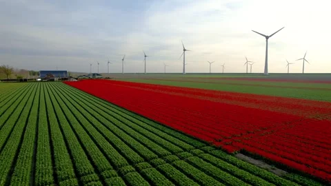 Aerial view of row of wind mills and colorful Tulip fields in the Netherlands Stock Footage 324697996