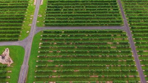 Aerial view of Rows of apple trees growing in a well-maintained orchard under a Stock Footage 340450467