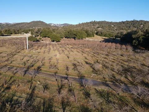 Aerial view of rows of apple trees in an orchard during winter season Stock Photos