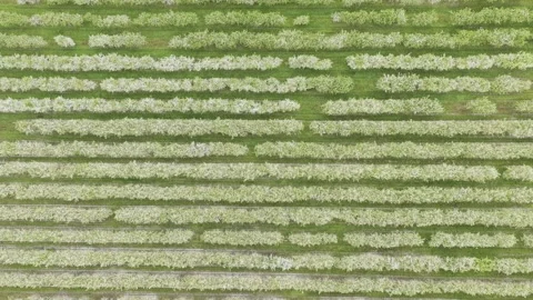 Aerial view of rows of blooming fruit trees in Lithuania. Stock Footage 344997463