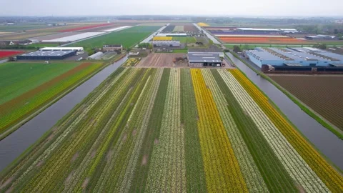 Aerial view of rows of bright colorful Tulips , daffodils and other flower .. Video stock 324698005