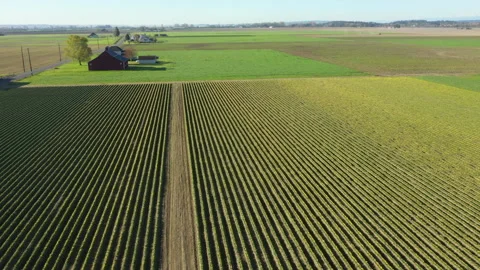 Aerial View of Rows of Bright Yellow Tulips Growing in the Skagit Valley, WA. Stock Footage 152956931