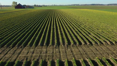 Aerial View of Rows of Bright Yellow Tulips Growing in the Skagit Valley, WA. Stock Footage 152957032