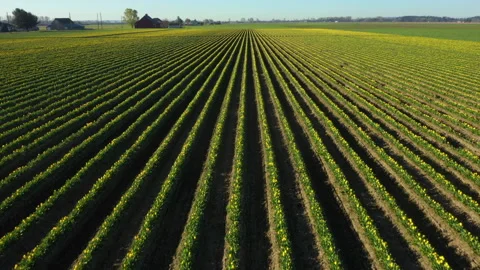 Aerial View of Rows of Bright Yellow Tulips Growing in the Skagit Valley, WA. Stock Footage 152957861