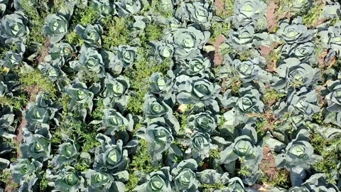 Aerial view of the rows of cabbage on the plantation. Stock Footage 144630346