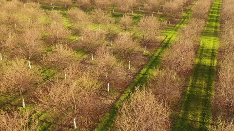 Aerial view of rows of cherry trees in early spring season. Fruit orchard. Stock Footage 153971333