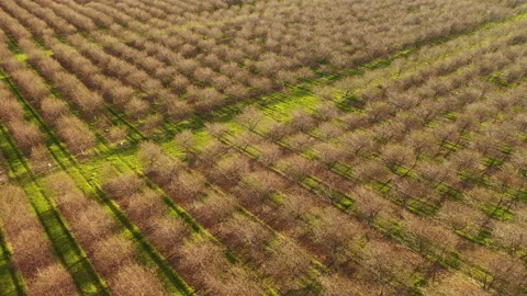Aerial view of rows of cherry trees in early spring season. Fruit orchard Stock Footage 153972007