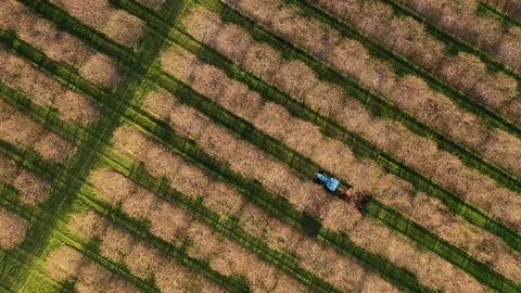 Aerial view of rows of cherry trees in early spring season Stock Footage 153972428