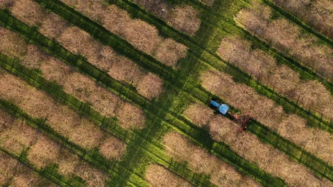 Aerial view of rows of cherry trees in early spring season. Stock Footage 153972751