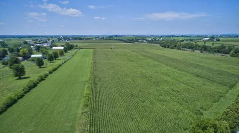 Aerial View for Rows of Corn Growing and Farms Stock Photos