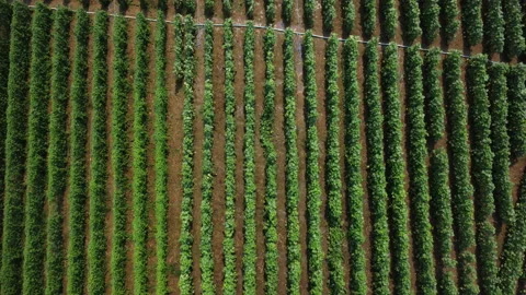 Aerial view of rows of cultivation trees and plantation in the outdoor nursery. Stock Footage 234301329