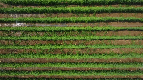 Aerial view of rows of cultivation trees and plantation in the outdoor nursery. Stock Footage 234306314