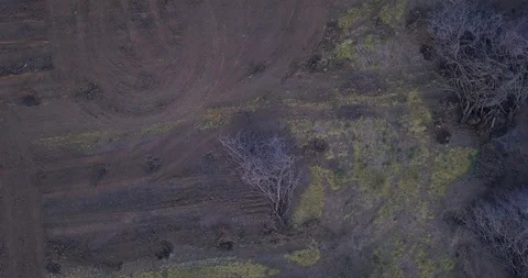 Aerial View of rows of dead trees in an orchard Stock Footage 111686837
