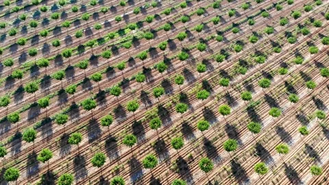 Aerial view of rows of fruit trees in Provence, Southern France Video stock 316885053
