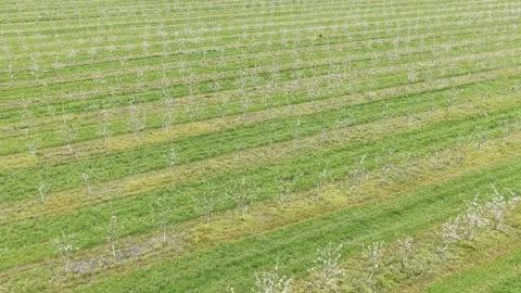 Aerial view of rows of fruit trees in an orchard, Lithuania. Stock Footage 344997426