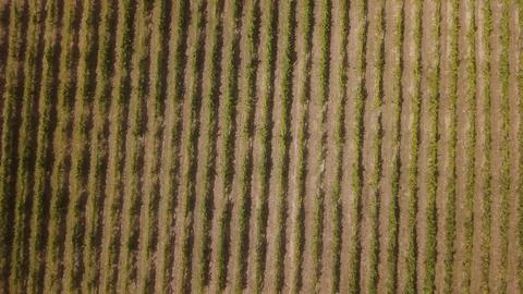 Aerial view of rows of green grape vines in a sunlit Portuguese vineyard Stock Photos