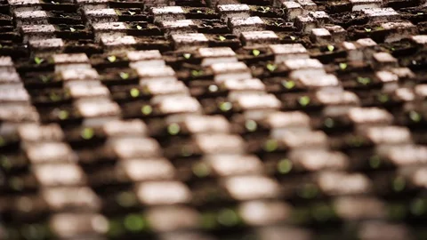 Aerial view of rows of growing seedlings in greenhouse.Organic, modern Stock Footage 99362441