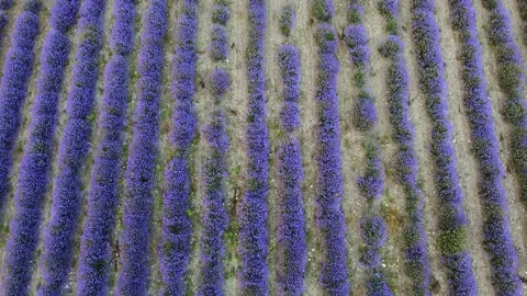 Aerial view of rows of lavender plants with purple flowers on the field Video stock 139889941