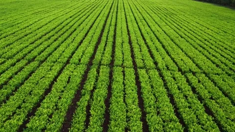 Aerial view of rows of lush green crops in a field stretching into the distance Stock Footage 313285172