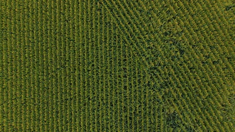 Aerial View Of Rows Of Maize Cornfields Stock Footage 342591330