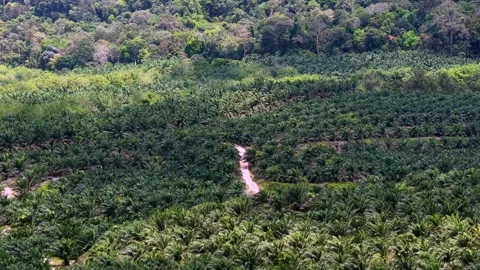 Aerial view of rows of palm trees Vidéo 337985534