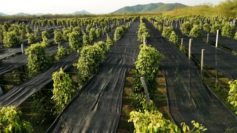 Aerial view of the rows of a pepper plantation in kampot, cambodia, with Video stock 322519913