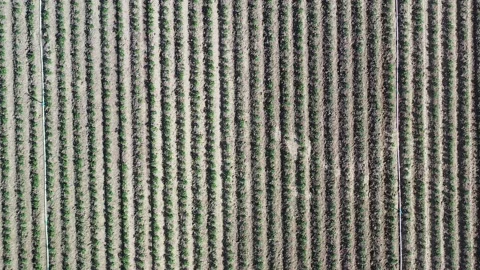 Aerial view of the rows of a potato crop field in springtime Stock Footage 195296496