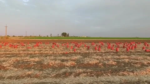 AERIAL VIEW. Rows Of Sacks Of Harvested Onion On Field Video stock 55899585