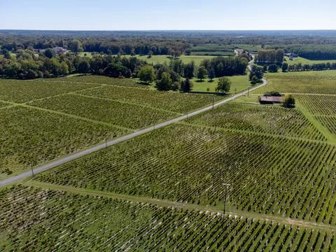 Aerial view on rows of Semillon white grape on Sauternes vineyards in Barsa.. Stock Photos