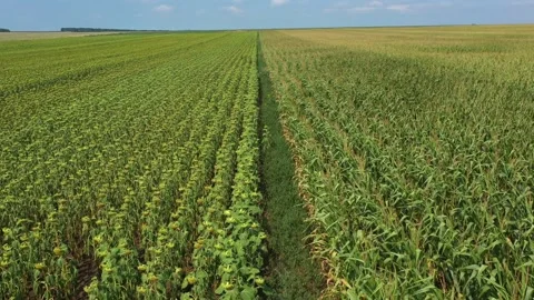 Aerial view of rows of sunflower and corn in fields in summer in Krapets Stock Footage 197510737