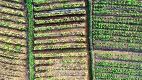 Aerial View of Rows of Trellis-Supported Crops and Corn in a Farm Field Stock Footage 302304431