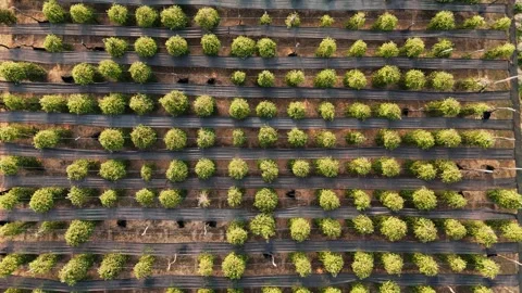 Aerial view of rows of vibrant green pepper plants on a kampot farm in cambodia Stock Footage 322519964