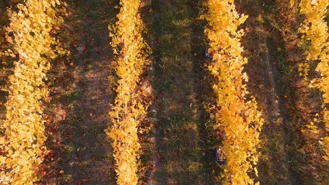 Aerial view of rows of vines during the harvest by hand in Tuscany, Italy. Stock Footage 91751986