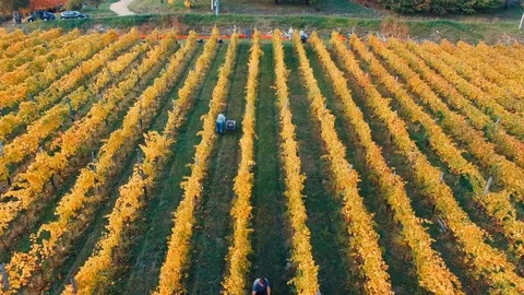 Aerial view of rows of vines during the harvest by hand in Tuscany, Italy. Stock Footage 91773819