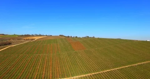 Aerial view of rows of vines during the harvest in Tuscany, Italy. Stock Footage 91948482