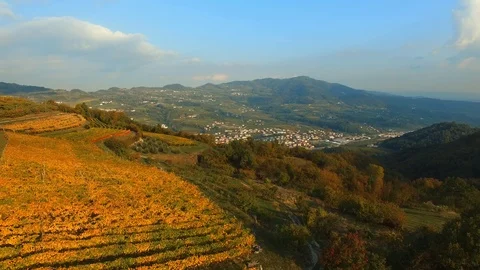Aerial view of rows of vines during the harvest by hand in Tuscany, Italy. Stock Footage 93792690