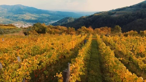 Aerial view of rows of vines during the harvest by hand in Tuscany, Italy. Stock Footage 94837874