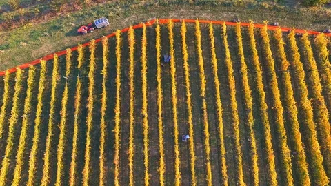 Aerial view of rows of vines during the harvest by hand in Tuscany, Italy. Stock Footage 95809611