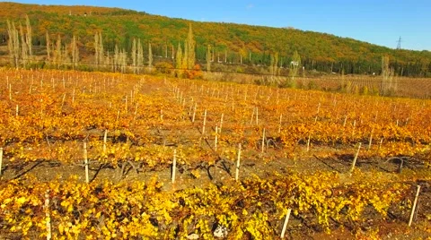 AERIAL VIEW. Rows Of Vineyards At Fall Season Video stock 58746367