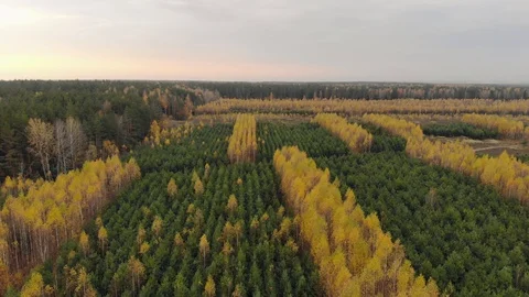 Aerial view of rows with young coniferous pines and yellow deciduous birches in Видео 128364723