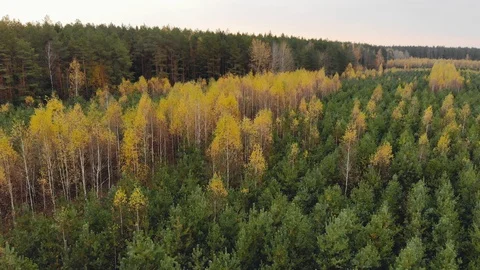 Aerial view of rows with young coniferous pines and yellow deciduous birches in 動画素材 128723950