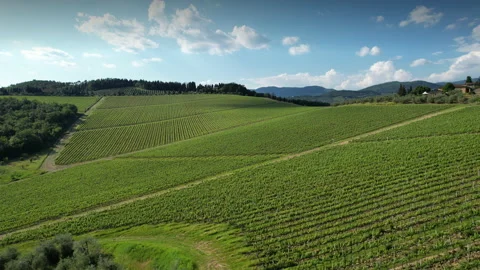 Aerial view of rows of young green vineyards with farmhouse Stock Footage 155130157