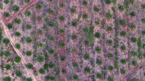 Aerial view of rows of young palm trees 스톡 동영상 332598719