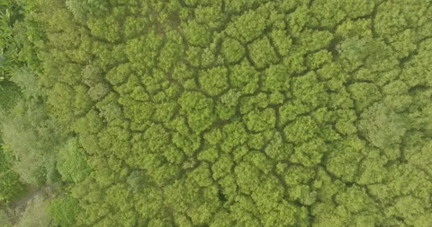 Aerial view rubber tree in tropical rainforest nature industry Stock Footage 261688914