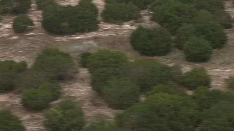 Aerial View Running Animals Video stock 72977860